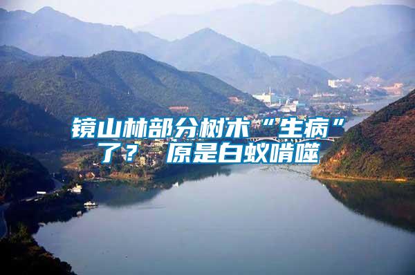 鏡山林部分樹(shù)木“生病”了？ 原是白蟻啃噬