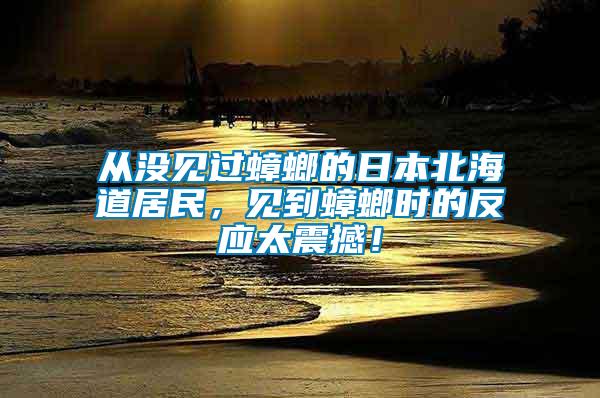 從沒見過蟑螂的日本北海道居民，見到蟑螂時的反應太震撼！