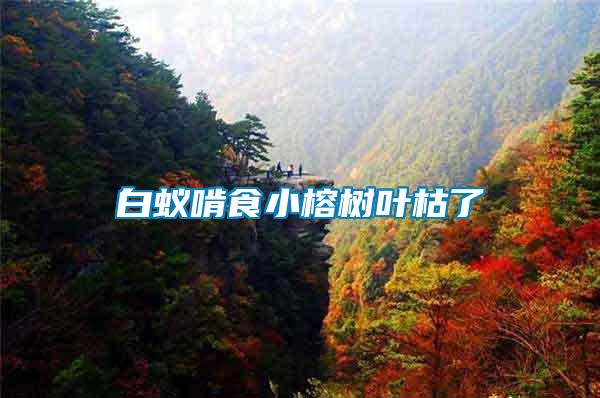 白蟻啃食小榕樹(shù)葉枯了