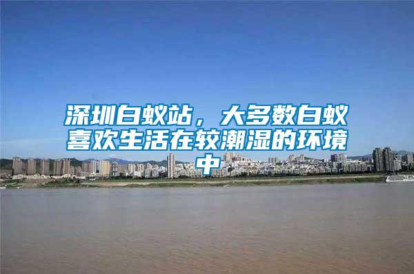 深圳白蟻站，大多數白蟻喜歡生活在較潮濕的環境中