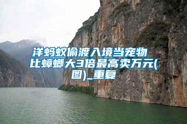 洋螞蟻偷渡入境當寵物 比蟑螂大3倍最高賣萬元(圖)_重復