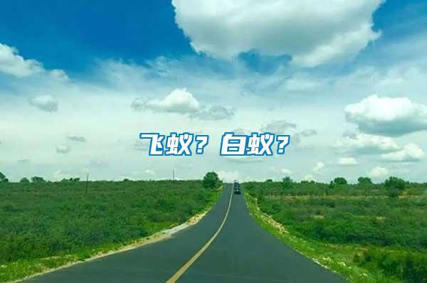 飛蟻？白蟻？
