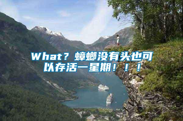 What？蟑螂沒有頭也可以存活一星期！！！