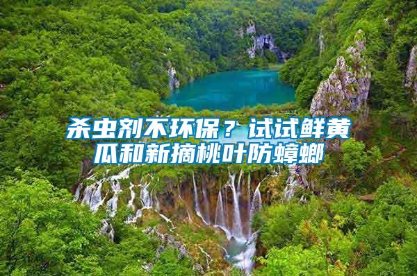 殺蟲劑不環保？試試鮮黃瓜和新摘桃葉防蟑螂