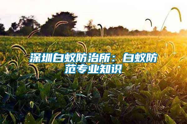 深圳白蟻防治所：白蟻防范專業知識