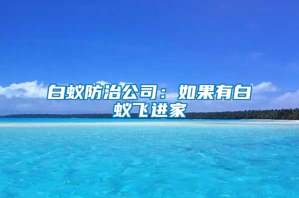 白蟻防治公司：如果有白蟻飛進家
