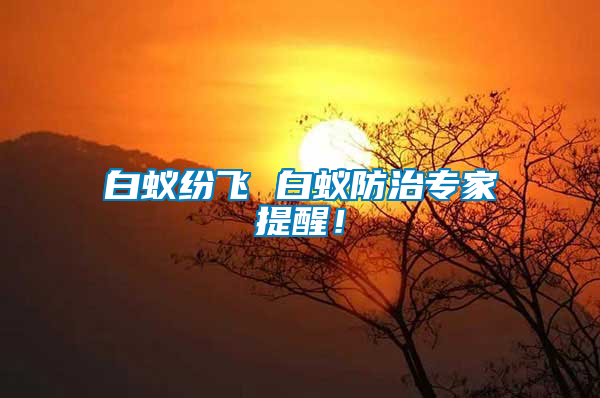 白蟻紛飛 白蟻防治專家提醒！