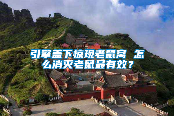 引擎蓋下驚現老鼠窩 怎么消滅老鼠最有效？
