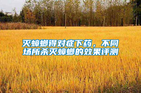 滅蟑螂得對癥下藥，不同場所殺滅蟑螂的效果評測