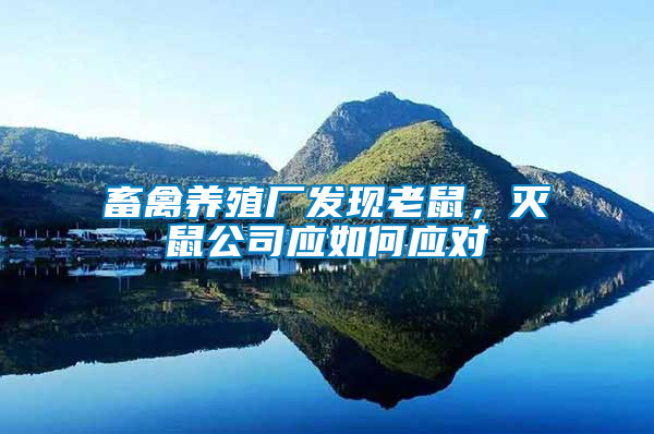 畜禽養(yǎng)殖廠發(fā)現(xiàn)老鼠，滅鼠公司應(yīng)如何應(yīng)對(duì)