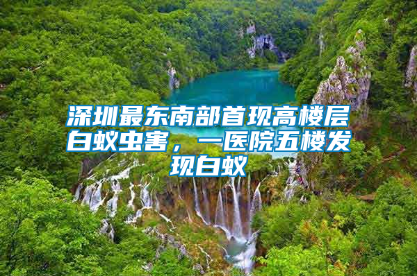 深圳最東南部首現(xiàn)高樓層白蟻蟲害，一醫(yī)院五樓發(fā)現(xiàn)白蟻