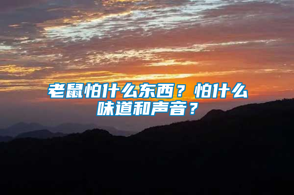 老鼠怕什么東西？怕什么味道和聲音？